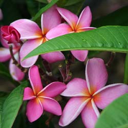 Frangipani rosado